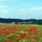 Muruzabal se dcouvre....Avec les coquelicots en premier plan nous allons pouvoir faire une trs jolie photo!