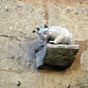Les villageois se lamentaient devant les dgts causs par les rats. C'est alors qu'Angline annona qu'elle allait lcher une vingtaine de chatons que les habitants pourraient adopter. Les rats disparurent rapidement et c'est ainsi qu'Angline sauva LA ROMIEU d'un nouveau malheur. La lgende dit aussi que le visage d'Angline, au fil des ans, ressembla de plus en plus  un chat et que ses oreilles se transformrent en oreilles de chat.