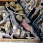 Le tympan : Le glouton