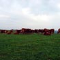Elles sont bien diffrentes de l'aubrac...