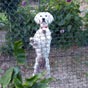 Ce chien aime  voir passer les plerins....