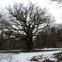 Arrnes : Le chne de Sazeirat est un arbre remarquable, il est appel chne de Sully et serait g,de 400  500 ans. Sa circonfrence mesure 7,20 mtres, , environ, 1,30 mtre du sol. Une grosse branche est casse  sa base et laisse apercevoir l'intrieur de l'arbre qui est en grande partie creux. On peut le voir dans le spectacle 3D du scnovision de Bnvent-l'Abbaye, dont il est un personnage.