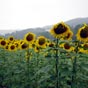 Les tournesols ont triste mine...