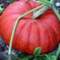 tampes est rpute pour les varits dites potiron rouge vif d'tampes et mche verte dtampes, ainsi que pour la friandise appele Bchette d'tampes.
