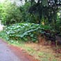 Le chemin est verdoyant peu de temps aprs avoir quitt Livinhac!