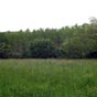 Saint-Hilaire-de-la-Noaille : Clairire. 