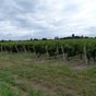 La vigne est dsormais omniprsente sur notre parcours...