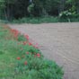 Gentil coquelicot....