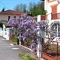 L'entre de Moissac avec une belle glycine en guise d'accueil...