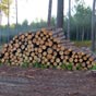 Une production foresti�re tr�s importante caract�rise cette r�gion landaise....