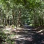 Aprs Boente nous vivons une superbe prgrination au sein d'une fort d'eucalyptus.