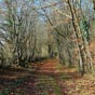 Dans les bois de Saint-Rvrien, ce chemin forestier est fort agrable. 