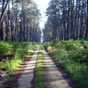 Chemin  proximit de Retjons, typiquement landais...