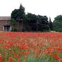 Champ de coquelicots dans les Corbires.