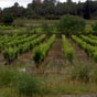 La vigne, encore et toujours, quoi de plus naturel comme paysage dans les Corbires.