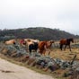 A la sortie de Nasbinals, nous rencontrons les chevaux du centre questre du village...