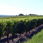 Beaucoup de vignobles entoure la cit de Pons o nous arrivons bientt...