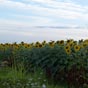 Apr�s des champs de kiwis, les tournesols agr�mentent notre p�r�grination...