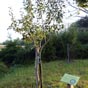 Une bonne initiative �manant de l'Association des Amis de Saint Jacques des Pyr�n�es Atlantiques: la plantation d'arbres fruiti�s de vari�t� ancienne....