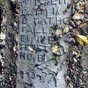 Bayonne : Le cimetire juif, ou isralite, est situ dans le quartier Saint-tienne au nord de la ville et de la synagogue. Il est class monument historique depuis 1998. Il est en effet un des plus vieux de France, certaines tombes datant du XVIIe sicle, et conserve de nombreuses pierres tombales anciennes. Le dpositoire de 1862 en forme de temple antique est aussi couvert par ce classement. Il fut le thtre de la bataille du 14 avril 1814 lors du sige de Bayonne.
