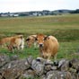 La race d'Aubrac, d'un blond fum, aux cornes harmonieuses, les yeux cerns de noir, et trs sobres, descend du 