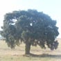 Un des rares arbres entrevu sur le parcours...