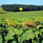 On pouvait penser que le fait de paratre tait l'apanage de certains hommes... Si le tournesol s'y met aussi....