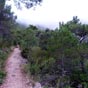 Le chemin est bord par des pins de Salzmann, espce rare....