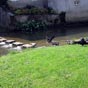 Un bain de fracheur pour canards et...plerins!