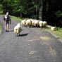 .Beaucoup de moutons ont dcid de faire un bout de chemin avec nous!