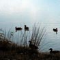 Nous avons mme rveill les canards sauvages...c'est vrai, il est tt !