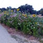 Une heure aprs notre dpart de l'Isle-Jourdain et  proximit du hameau d'En trigoli, nous sommes sur un chemin particulirement fleuri...