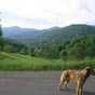 Un chien, qui a rompu son attache, dcide de me suivre malgr mes  efforts pour l'en dissuader!