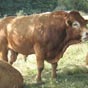 Certainement prpar pour le salon de l'agriculture!