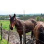 Peu de temps aprs avoir quitter la chapelle Saint-Cernin nous faisons une belle rencontre! 