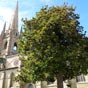 L'glise Notre-Dame de Marciac. Elle date d'un XIVe sicle tardif, mais de style roman, elle dispose de trois nefs et d'un choeur pentagonal.