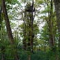 Les palombires font partie du paysage mme trs haute perche!