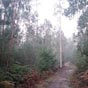 Le chemin est rude mais la nature est belle en traversant des forts d'eucalyptus!
