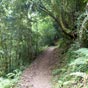 Il nous faut emprunter cet troit tunnel de verdure.
