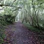 Le chemin se cache sous un tunnel de verdure...
