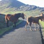 Trs symbolique ces poneys pacifiques en totale libert qui souhaitent nous accompagner sur notre chemin!