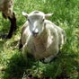 Notre prgrination d'aujourd'hui dbute par une rencontre inattendue!