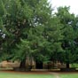 L'entre de la chapelle du Palacio de Meres, La Capilla de Santa Ana, presque cache derrire les arbres...