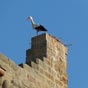 Comme partout en Espagne, les cigognes font partie du paysage...