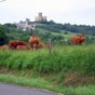 Les vaches sont plus motives par le passage des plerins que dans la contemplation du chteau de Mauvezin qui se profile au loin... 