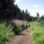 La fort du Lac de l'Oeuf : Un chemin agrable aprs les efforts consentis depuis le matin...