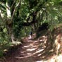 Le chemin prs de Renche